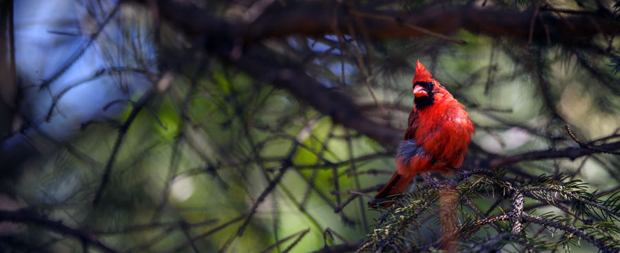 cardinal_on_pine