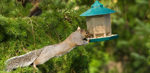 how-keep-squirrels-away-bird-feeder-1