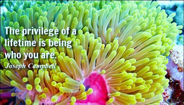 josephcampbell378372