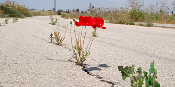 tumblr_mvfogrmk4i1rq3b5ko2_4001