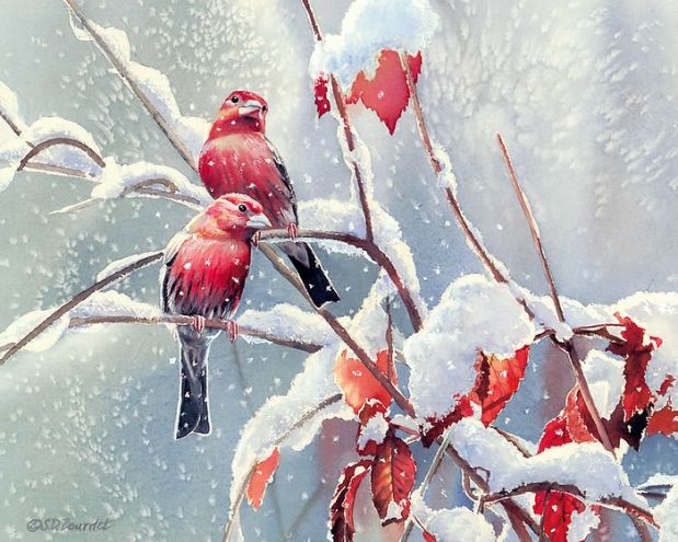kb_bourdet_susan-2007_songbirds_wallpaper-12_wallcoo-com