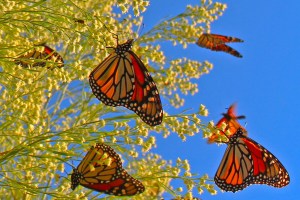 monarch-butterfly-migration